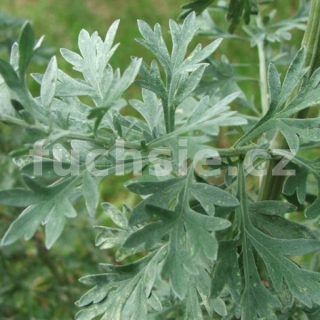 Pelyněk pravý (Artemisia absinthium) - 139P