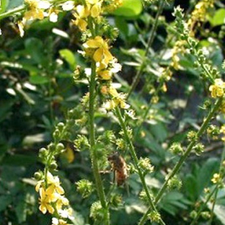 Řepík lékařský (Agrimonie eupatoria) - 105Ř