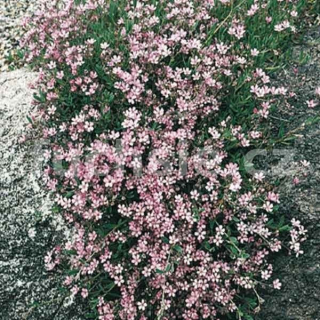 Šáter (Gypsophilla Repens)