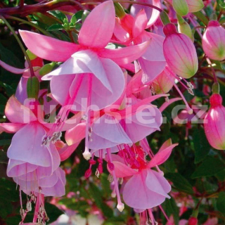 Paloma Fuchsie 538