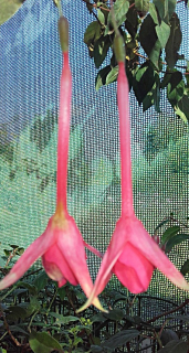 Martin Beye (Fuchsie) 1077F