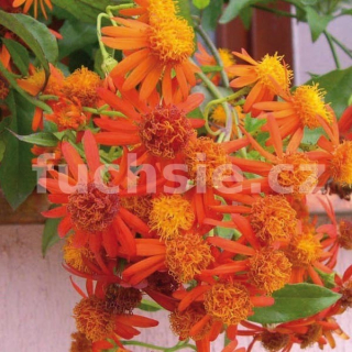 Esmeralda (Senecio Confusus) - 165