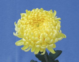 Chryzantém Blanka žlutá - 3205