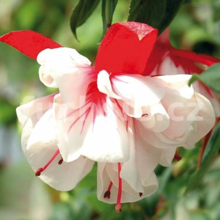 Snow Burner Fuchsie  425