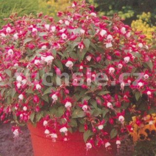 Tinny Fuchsie