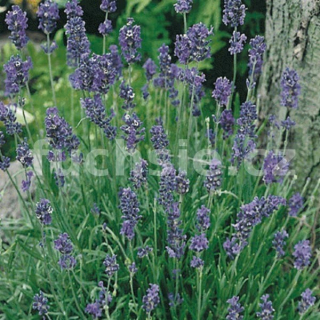 Levandule (Lavandula Angustifolia Blue S.)