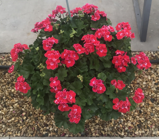 Flower Fairy Berri muškát vzpřímený Pelargónie - 1266