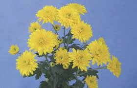 Chryzantéma -drobnokvětá žlutá - 3221