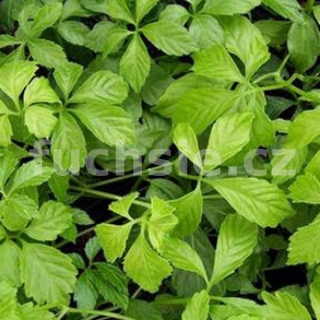 Ženšen pětilistý (Gynostemma pentaphyllum) - 196D