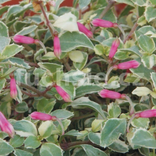 Bacilaris Variegata Fuchsie