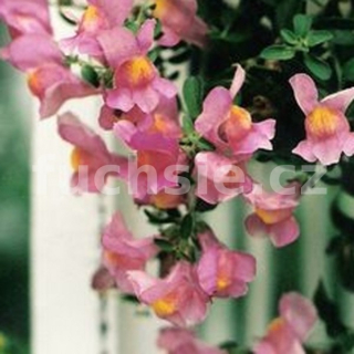 Antirrinum Pendula Hledík růžový převislý - 027R