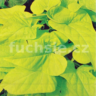 Ipomoea batatas (povíjnice) - 061A