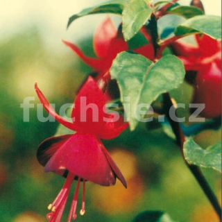 Gruss Aus Dem Bodenthal Fuchsie 265