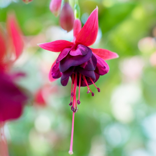 Jopie Fuchsie 441