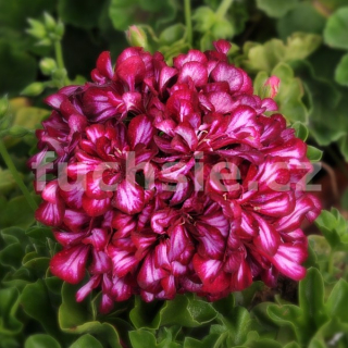 Pelargónie peltátum-fialový s bílou,muškát převislý - 1210