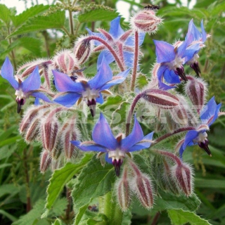 Borago officinalis-Brunták lékařský (Brunták lékařský) - 167B