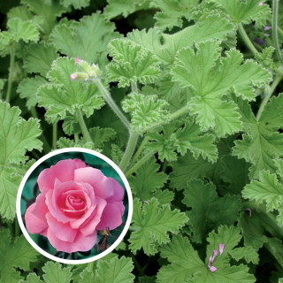 Pelargonie s vůní růže - 1165