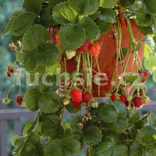 Jahoda převislá-Fragaria (Jahoda převislá)