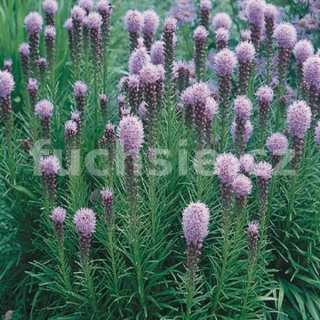 Šuškarda (Liatris Spisata Kobold)