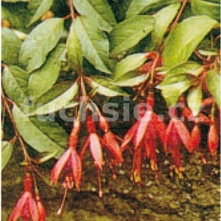 Corallina Fuchsie- mrazuvzdorná