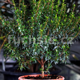 Myrthus Communis, Myrta obecná  (Myrta obecná) - 029