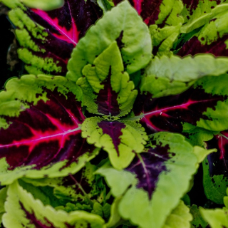Coleus- Africká kopřiva- krásně vybarvená - 154 D