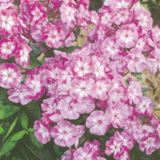 Plamenka latnatá (Phlox paniculata) růžové