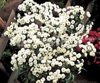 Achillea Ptarmica