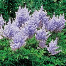 Astilbe Arendsii Amethyst  Čechrava
