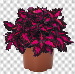 Africká kopřiva-Coleus Down Town -Royalty   153 H