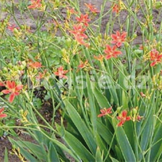 Belamcanda Chinensis (Angínovník čínsky) - 167