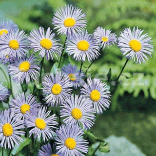 Turan modrý (Erigeron Speciosus)