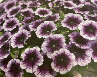 Surfinie fialová s tmavším žilkováním - 056