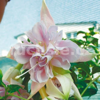 Holly´s Beauty Fuchsie    289