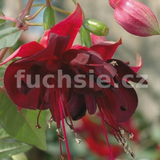 Maxima Fuchsie   465