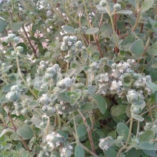 Majoránka vytrvalá (Origánum vulgare compacta) - 137A