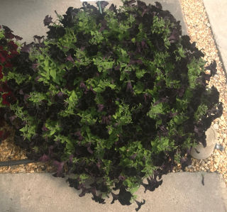 Surfínie Black magic - 041C