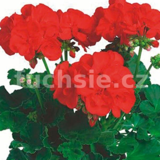 Pelargónie Anthony muškát vzpř. - 1229