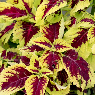 Coleus, Africká kopřiva- Kong Red - 154 W