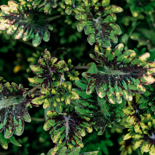 Coleus Africká kopřiva hnědo zelená - 154 L