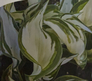 Hosta, Bohyška Fira and Ice 3158 A