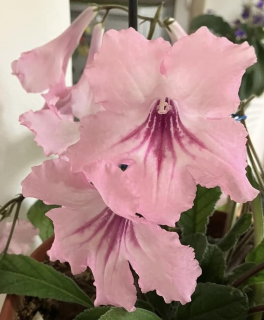 Streptocarpus- Tořivka, světle růžová - 027B