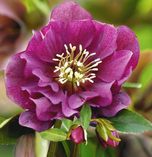 Helleborus- Čemeřice Double Ellen Flash
