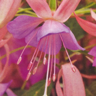 Leonita Pink-Lilac 1160 F