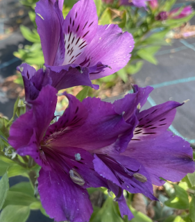 Alstromérie – Alstroemeria-lilie Inků fialová - 037C