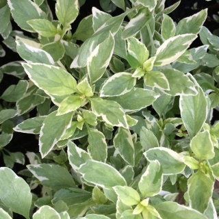 Ocimum Bas. Pesto perpetou-Bazalka citronová - 163C