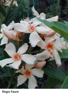 Oleander, Nerium  Regis Faure - 176F