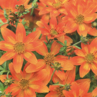 Dvouzubec – Bidens – Triplinervia - 050A