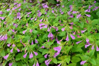 Calamintha grandiflora-Marulka - 173M