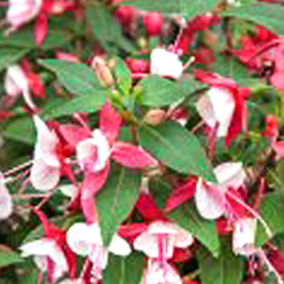 Fuchsita XL Deep Rose-white 1139 F